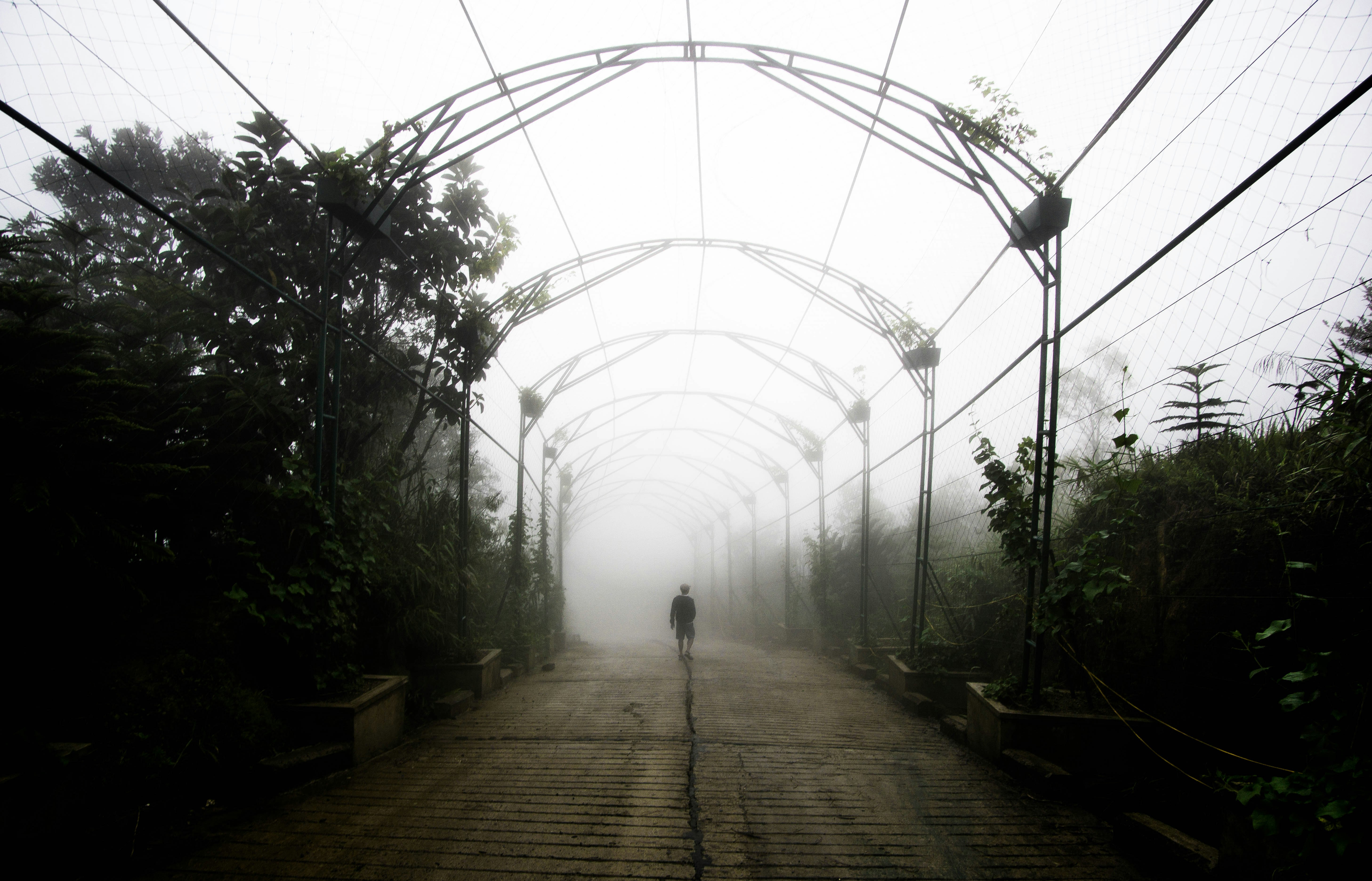 person standing in arch pathway surrounded by trees during daytime